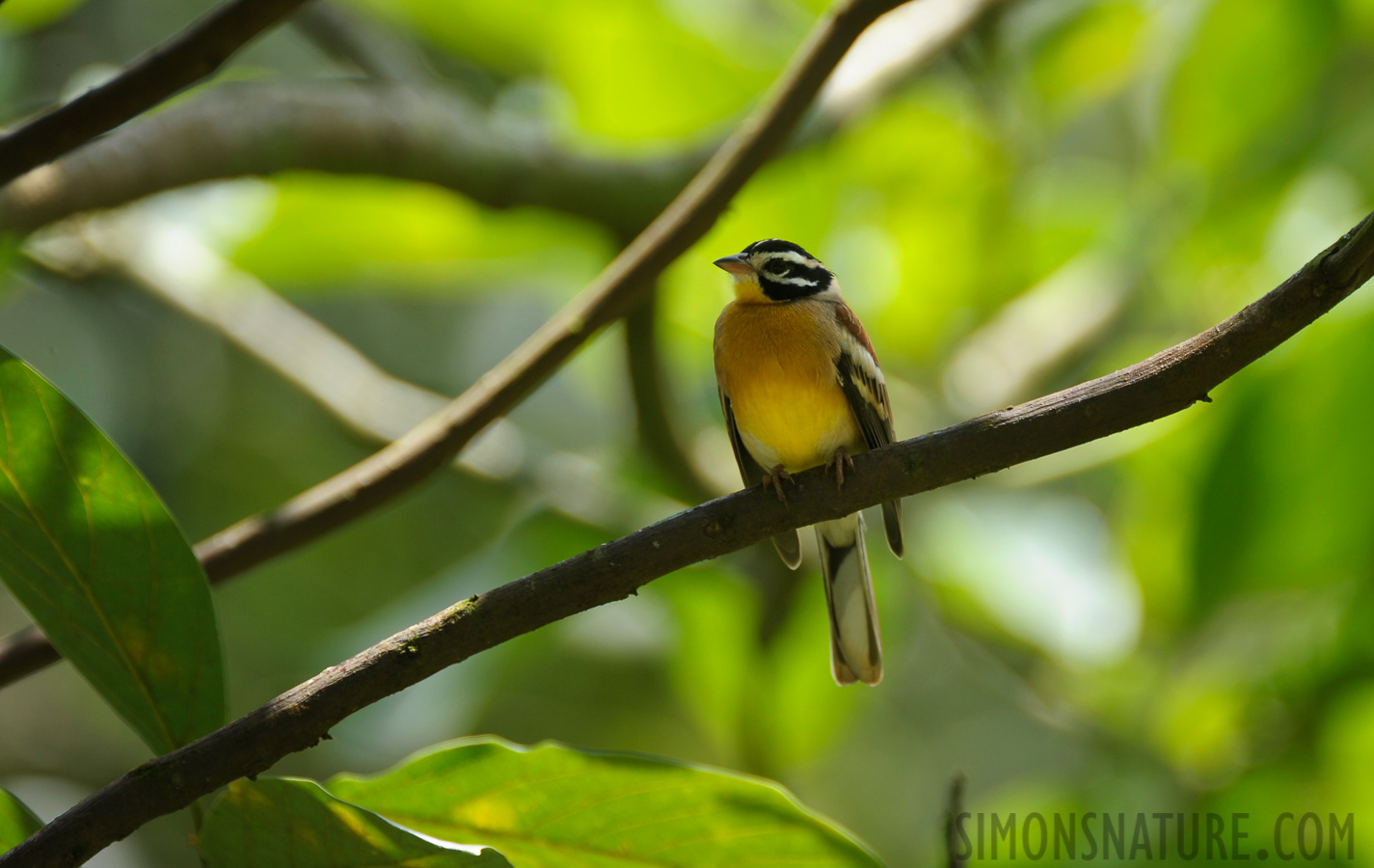 Emberiza flaviventris kalaharica [550 mm, 1/250 Sek. bei f / 5.6, ISO 400]